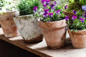 container gardening