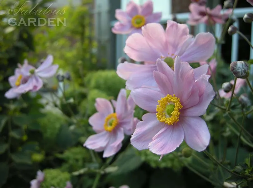 city garden