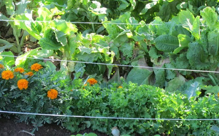 happy valley garden