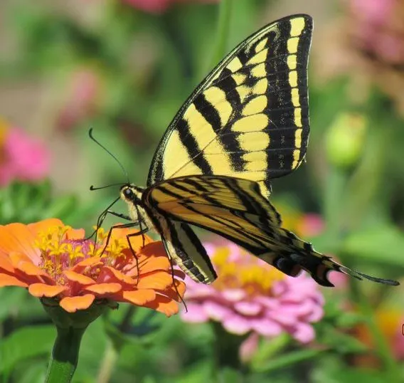 Happy Valley Garden