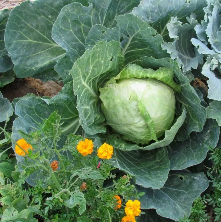 happy valley garden