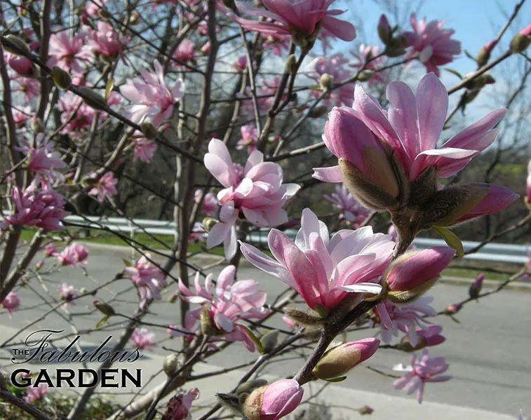 city garden