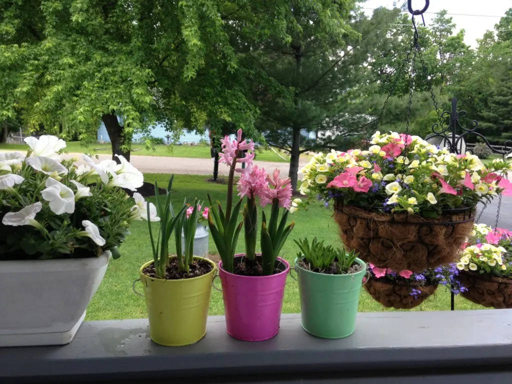 cheryl's garden