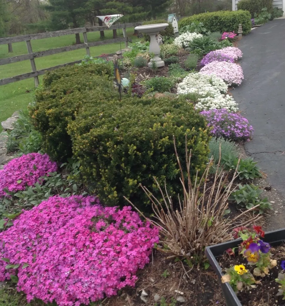 cheryl's garden