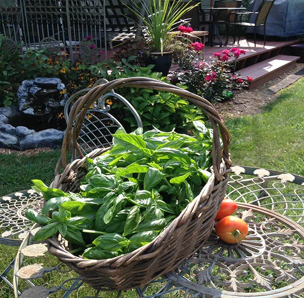 backyard garden