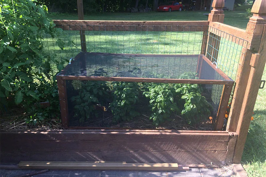 backyard garden