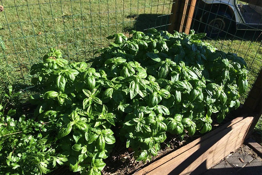 backyard gardening