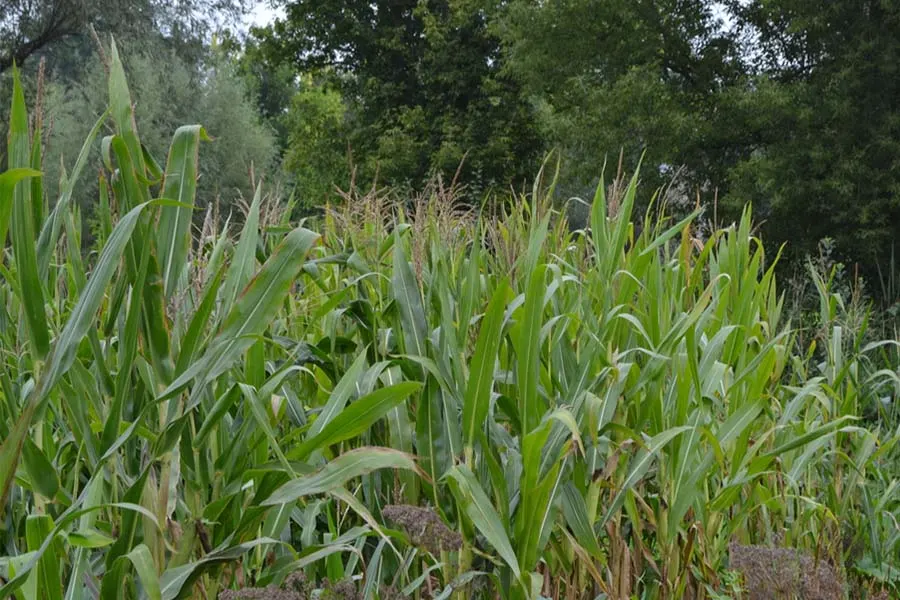 growing sweet corn