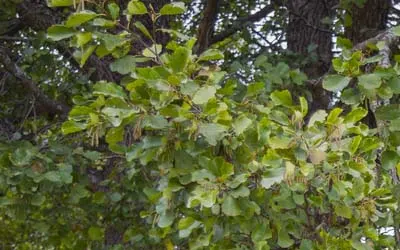 shade trees