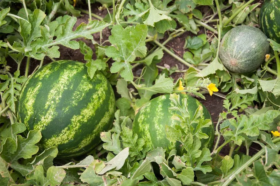 grow watermelons