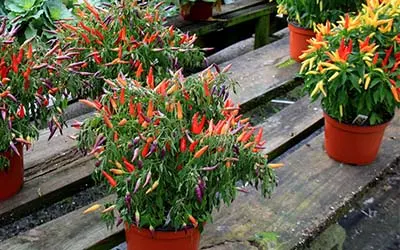 ornamental peppers