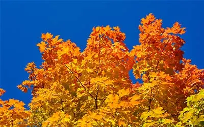 shade trees