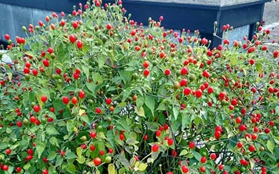 ornamental peppers