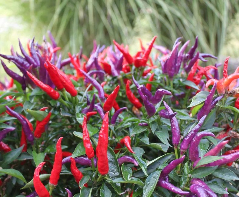 ornamental peppers