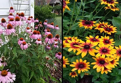 prairie garden