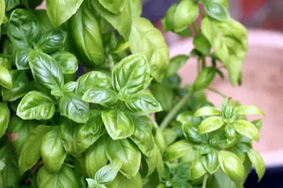 patio herbs