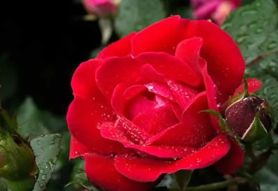 easy care roses