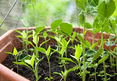 growing peanuts
