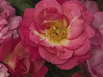 easy care roses