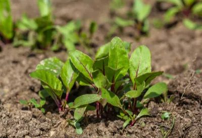 grow beets