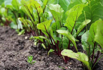 grow beets