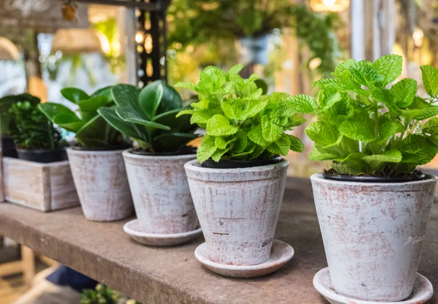 patio herbs