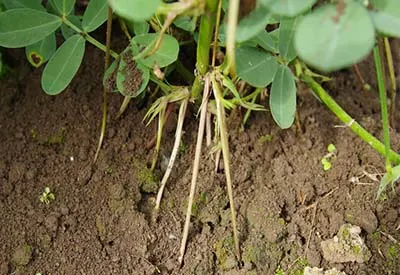 growing peanuts
