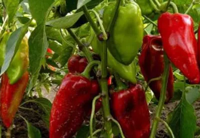 growing sweet peppers