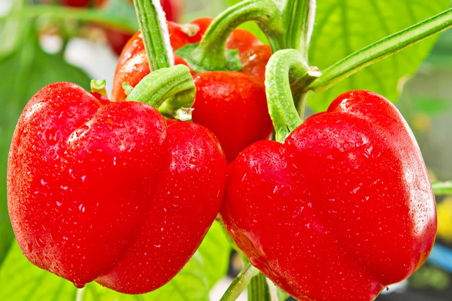 growing sweet peppers