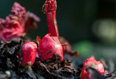 rhubarb