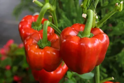 growing sweet peppers