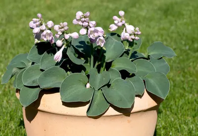 growing hosta plants