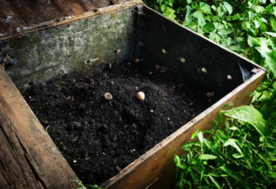 fertilizing naturally