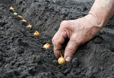 growing onions