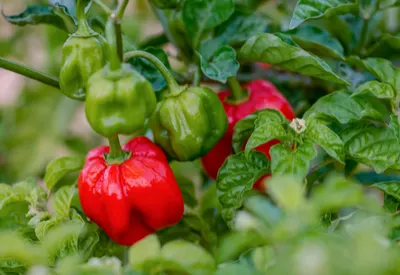growing hot peppers