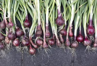 growing onions