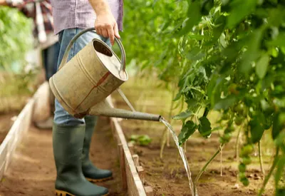 watering vegetable plants