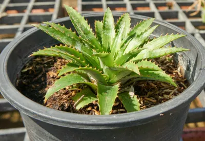 grow pineapple plants
