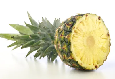 growing pineapple plants