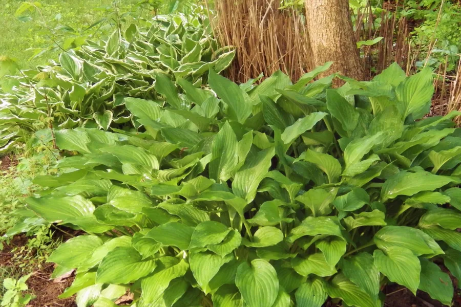 dividing hosta plants