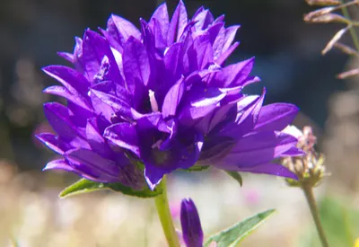 purple perennials