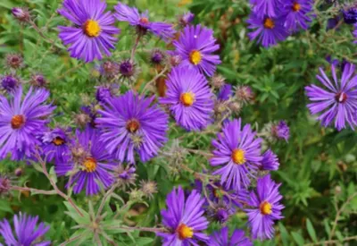 purple perennials