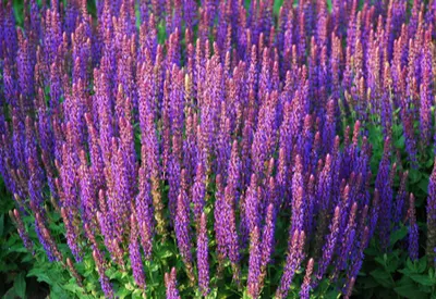 purple perennials