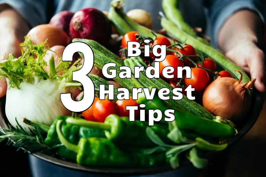 harvesting vegetables