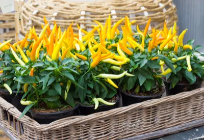 fall containers
