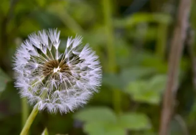 garden mistakes