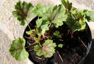 divide perennials