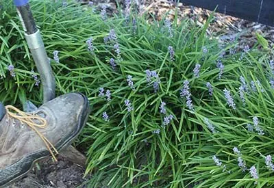 divide perennials