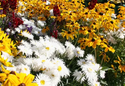 divide perennials
