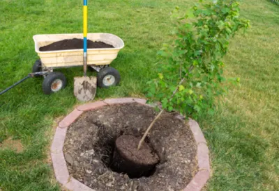 planting trees